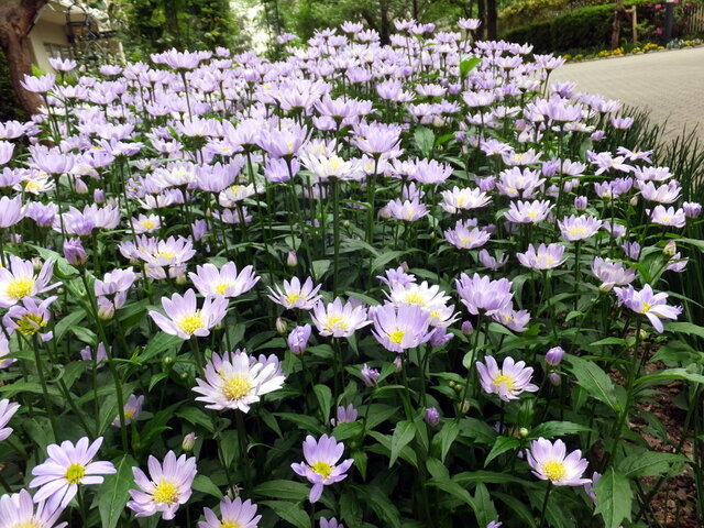 6月23日の誕生花 立葵 都忘 科技研花图画书