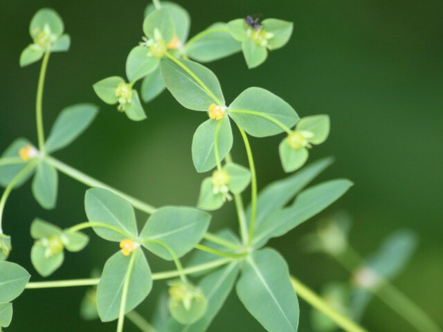 Euphorbia pekinensis