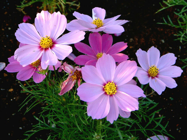 Cosmos Cosmos Bipinnatus Flower Database