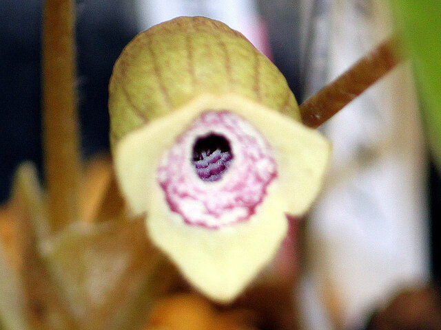 Asarum hatsushimae