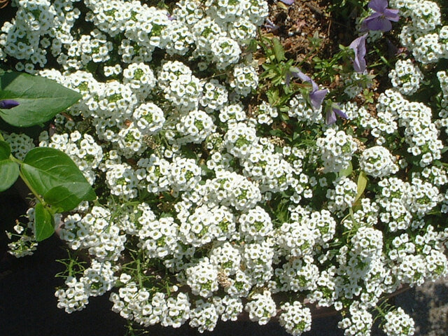 Alyssum