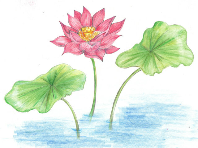 Nelumbo nucifera