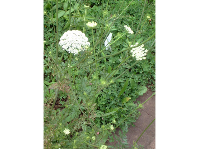 Daucus carota