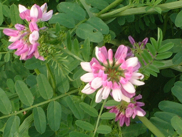 Coronilla varia