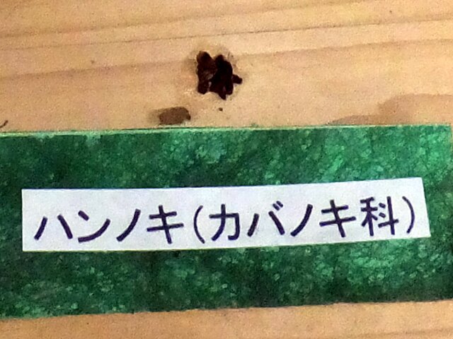 Alnus japonica