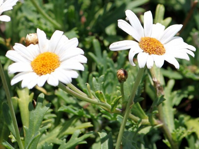 Marguerite