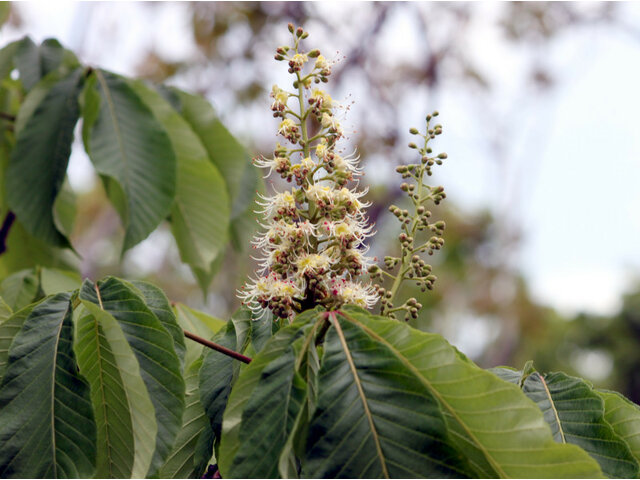 Aesculus turbinata