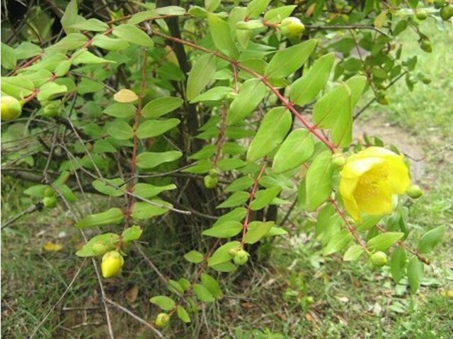 Hypericum patulum