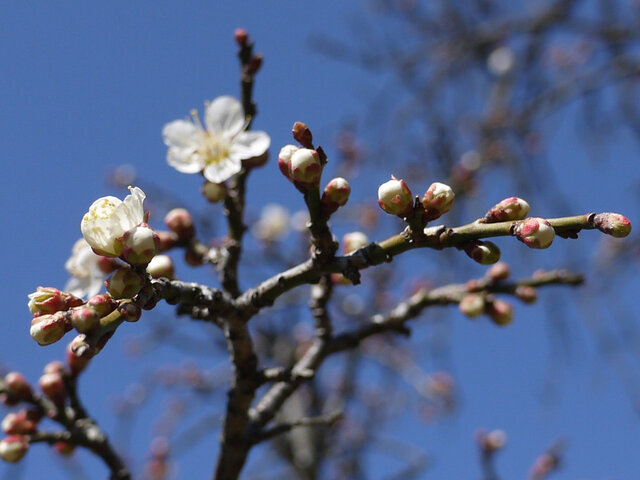 3月7日梅32.梅 月影枝垂れ