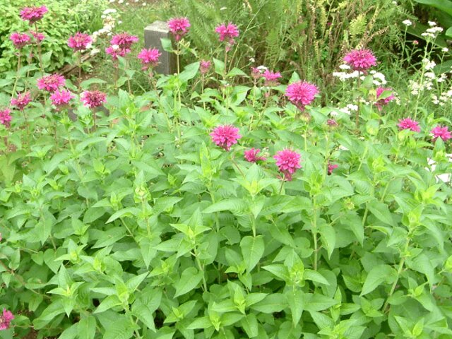 ベルガモット Monarda Didyma かぎけん花図鑑