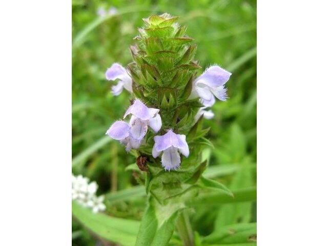 Prunella asiatica