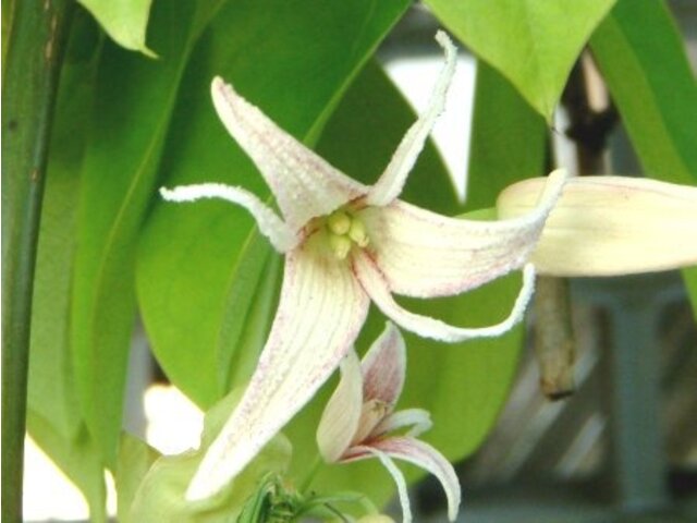 石月 Stauntonia Obovatifoliola 科技研花图画书