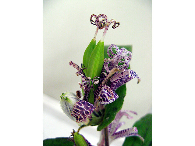 Japanese toad-lily