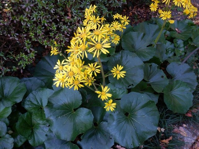 12月5日の誕生花 石蕗 科技研花图画书