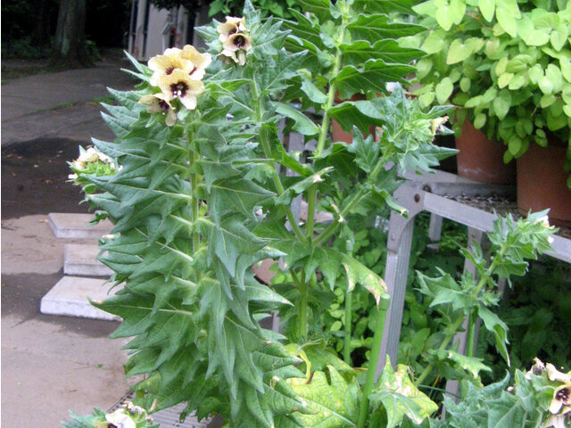 henbane