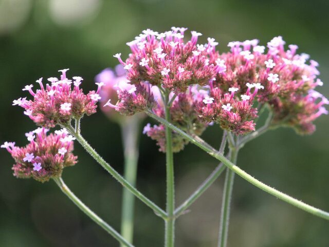 Verbena bonariensis 