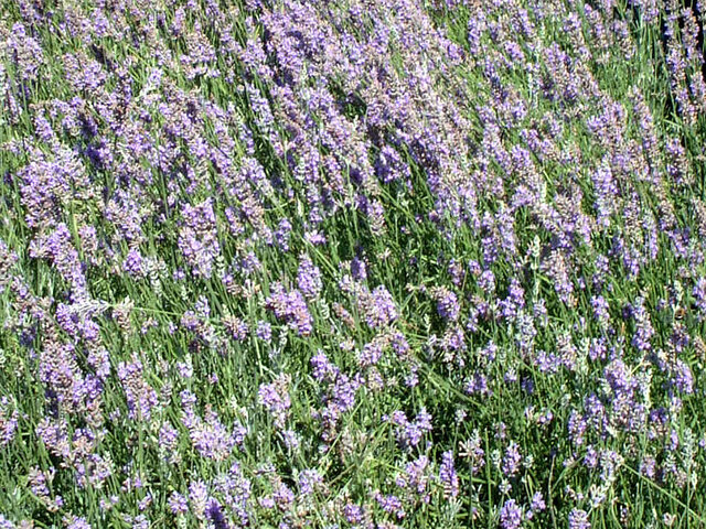 1月31日の誕生花 含羞草 クロッカス サフラン チューリップ マサキ Flower Database