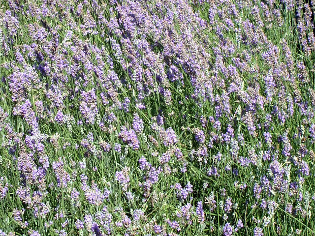 English Lavender