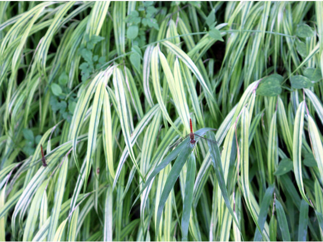 Hakonechloa macra