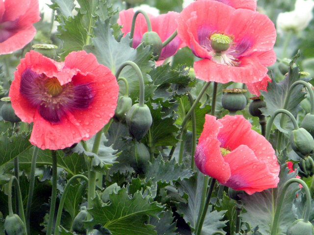 Papaver somniferum