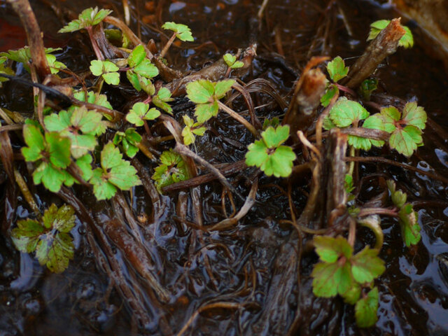 Ranunculus silerifolius