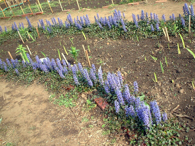 西洋十二単衣のブログ Flower Database