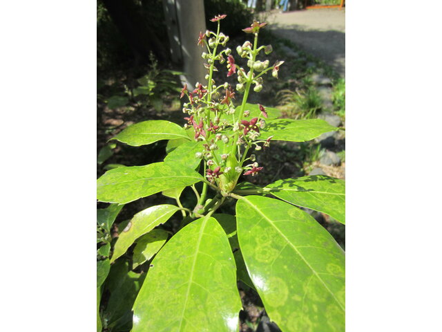 Aucuba japonica