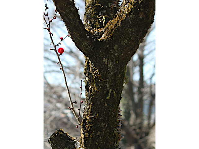 梅花 '佐橋紅'