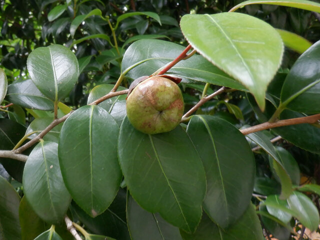 山茶　永乐