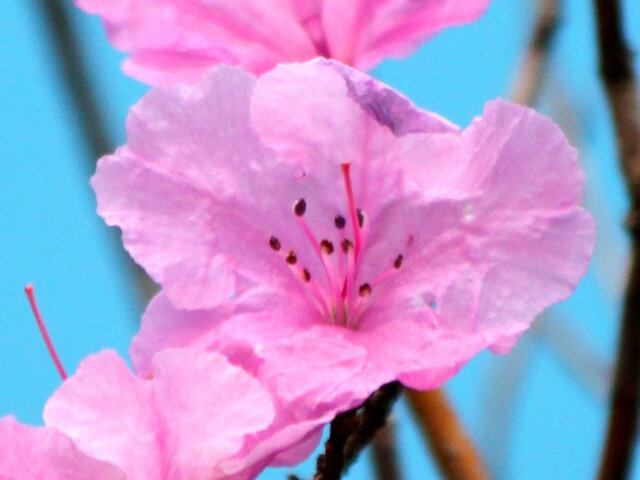 Rhododendron taquetii 