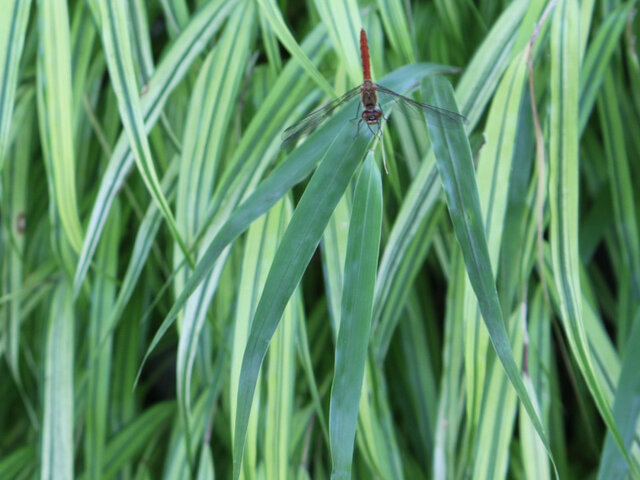 Hakonechloa macra