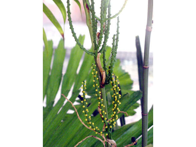 5月に咲く黄色い花 かぎけん花図鑑