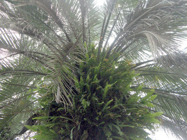 Butia capitata