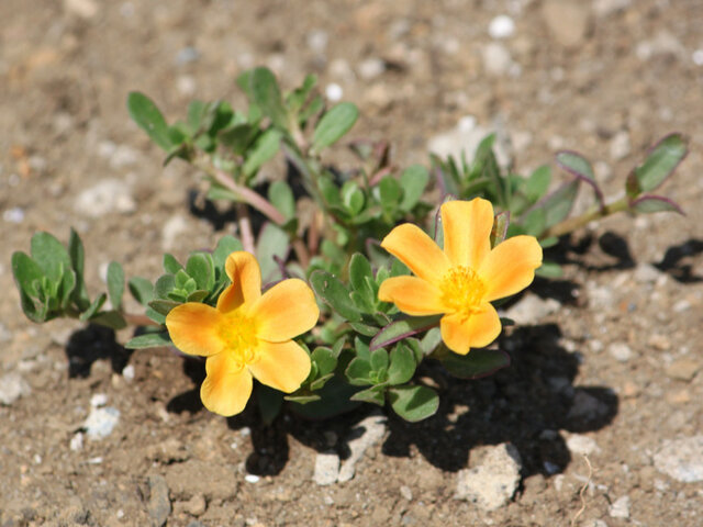 Portulaca grandiflora