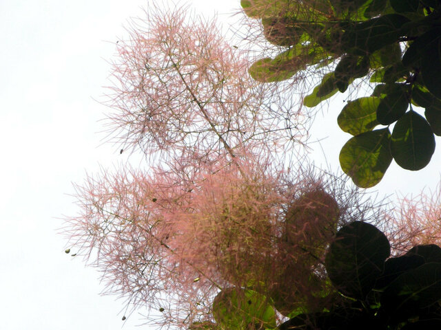 Smoke bush