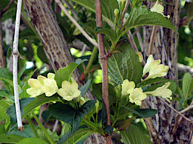 Weigela coraeensis