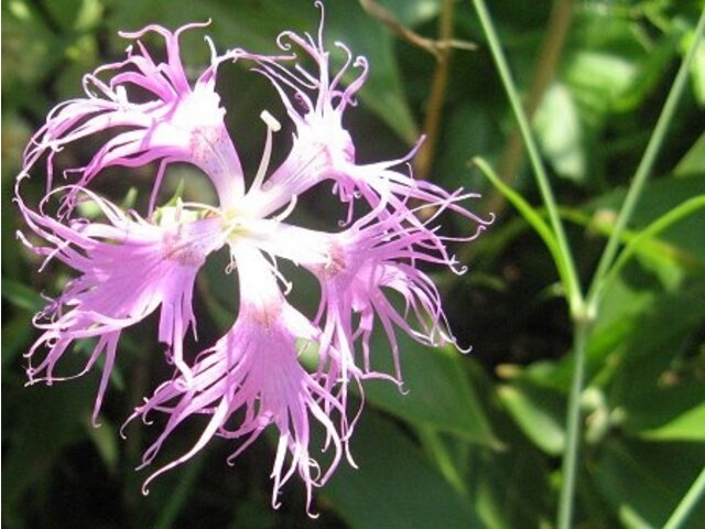 瞿麦 Dianthus Superbus Var Superbus 科技研花图画书