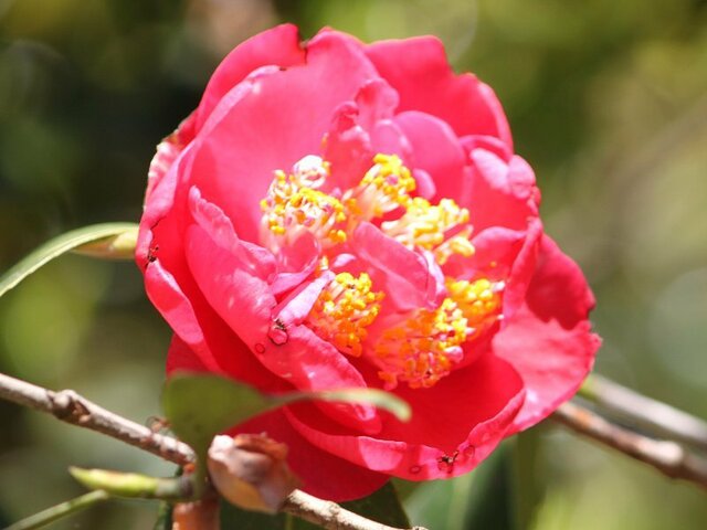 Camellia Hanadaijin