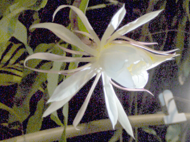 Epiphyllum oxypetalum