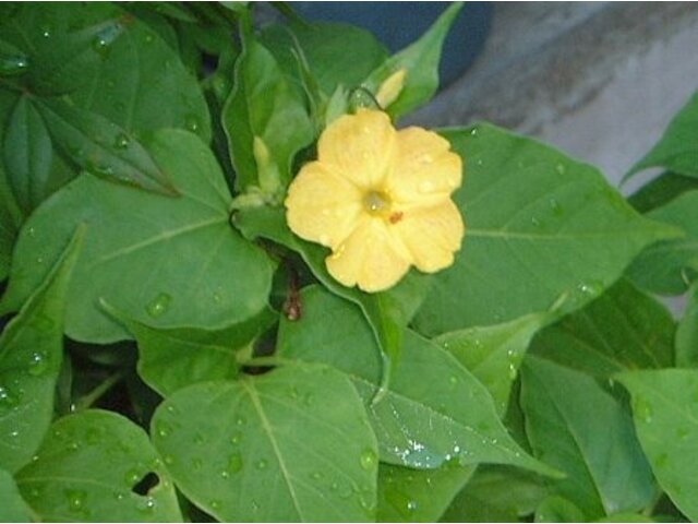 誕生花 8月23日 白粉花 月下美人 菩提樹 かぎけん花図鑑