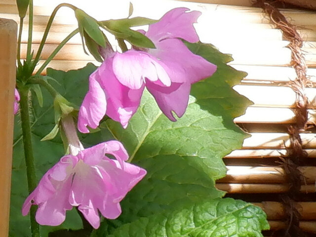 Primula sieboldii  'Hitomaru'