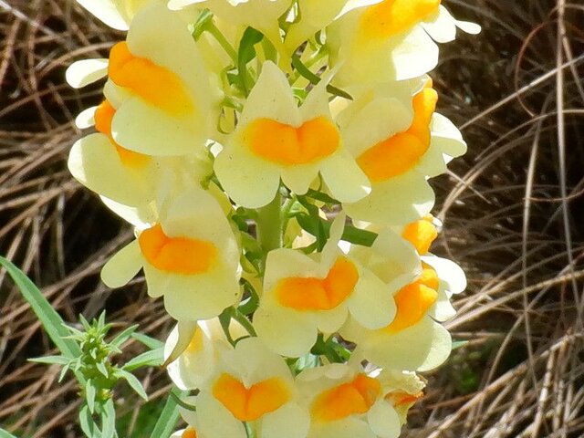 Linaria vulgaris