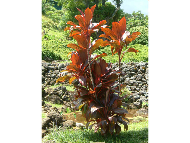 Cordyline Terminalis 'Lilinoe'