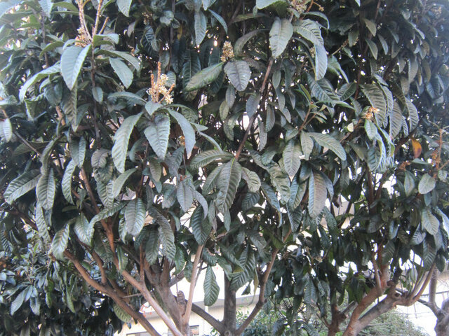 Loquat