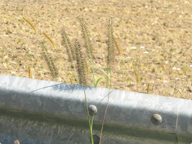 万162.由緒ある野草  力芝