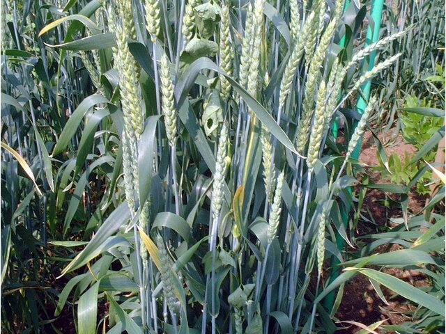 Winter wheat