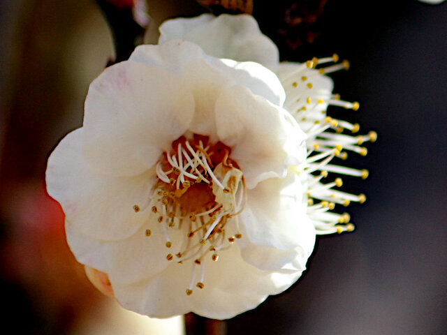 Prunus mume 'Choju'