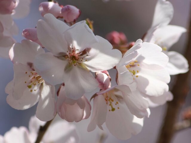 越の彼岸桜