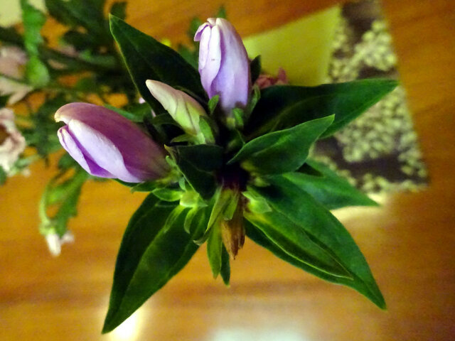 かぎけん花図鑑 9月16日の誕生花 リンドウ 科技研花图画书