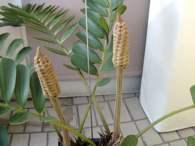 Zamia furfuracea